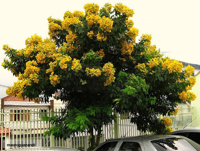 Pau-fava (Senna macranthera)