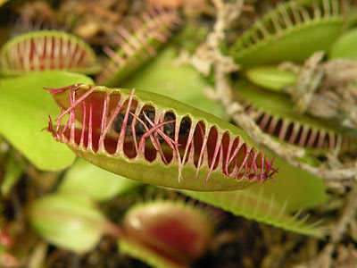 Venus Flytrap; The Carnivorous Plants