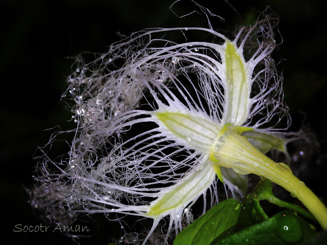 Trichosanthes cucumeroides