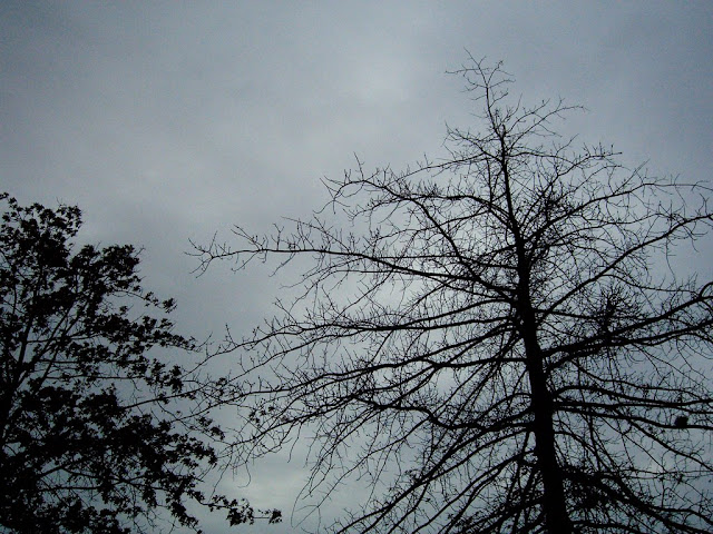 Leafless trees in winter.