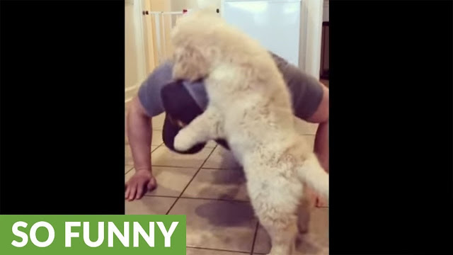 Golden Retriever puppy does push-ups with owner - WATCH FUNNY VIDEO