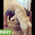 Golden Retriever puppy does push-ups with owner - WATCH FUNNY VIDEO