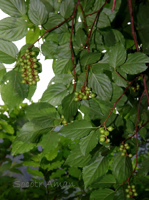 Stachyurus praecox