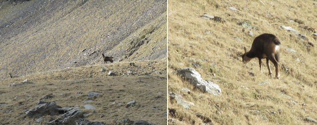 Olla de Núria-Puigmal-Pic de Segre-Pic Finestrelles-Pic d'Eina-Pic Noufonts-Pic Noucreus, Isards al Torrent de Noucreus