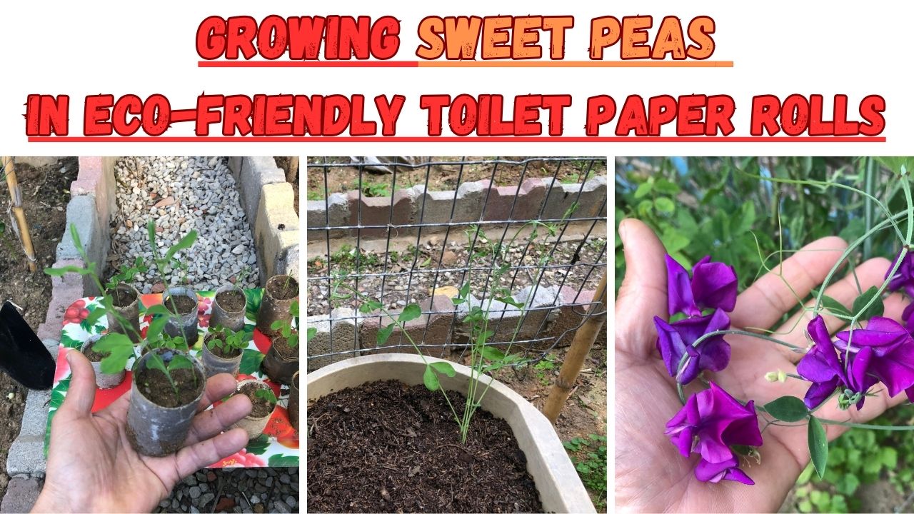 Embark on a journey of enchantment in the realm of gardening by watching our newest instructional video! Gain knowledge on how to cultivate sweet pea seedlings that were initially nurtured in environmentally friendly toilet paper rolls