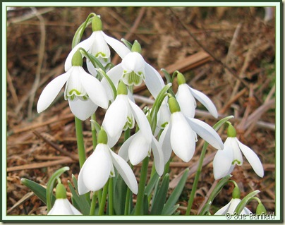 Snowdrops