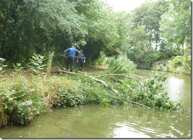 7 fallen tree