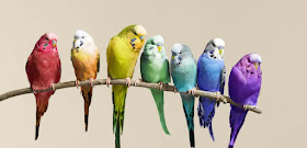 nice-colorful-birds-sitting-on-the-branch-images