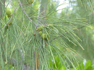 Filao à feuilles de prêle - Filao bord de mer - Casuarina equisetifolia