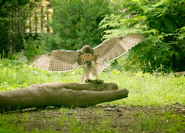 Tompkins Square red-tailed hawk fledgling