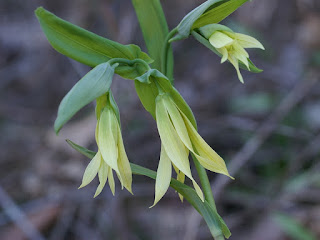 Uvulaire à grandes fleurs - Uvularia grandiflora