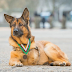 Photos: Dog that lost its leg in Afghanistan given highest medal by U.S Army 