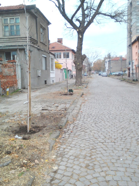 Trees, Old Trees, Yambol, Ямбол