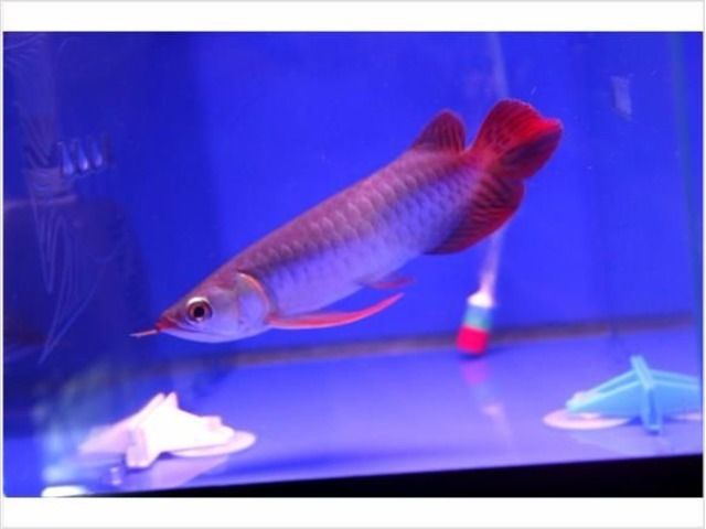 Gambar Ikan  Arwana  Super Red yang Dijual Mahal dengan Ciri 