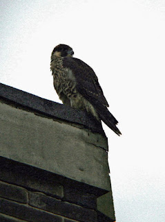 Our juvenile on a nearby roof, Sunday 24