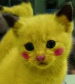 13+ Wallpaper Kucing Kuning