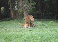 ini harimau