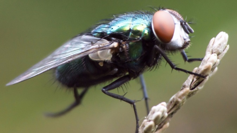 La humilde mosca. La mosca común es un reciclador de materia orgánica muy importante, ya que esta sirve como base alimenticia de otros seres vivos.