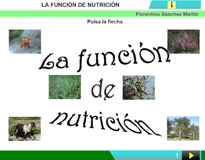 http://ceiploreto.es/sugerencias/cplosangeles.juntaextremadura.net/web/curso_3/naturales_3/la_nutricion/la_nutricion.html