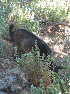 Fauna Zia Kos