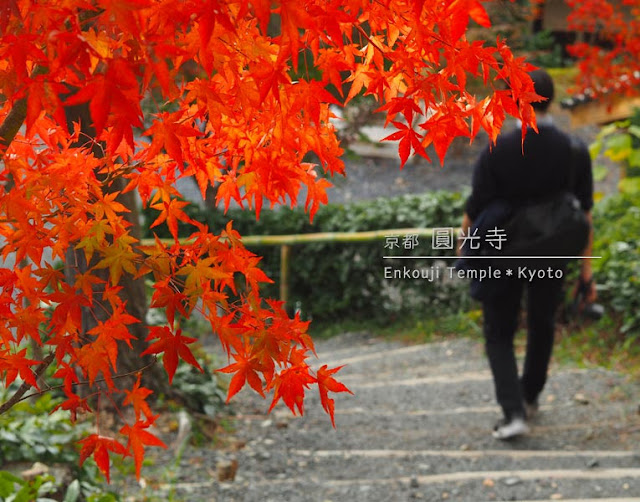 圓光寺の紅葉