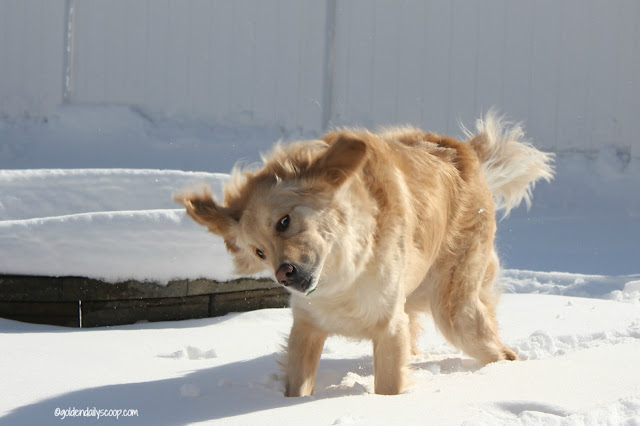 golden retriever dog playing in snow #wordlesswednesday