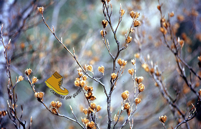 Hayucos en aún en el árbol en el Valle de Zuriza