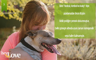 kuru köpek maması 