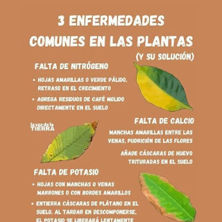 Enfermedades Comunes en las Plantas y Cómo Combatirlas