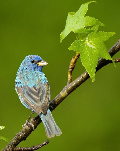 colorful birds photos