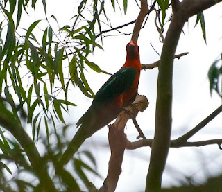 Burung Nuri Raja Ambon Endemik Maluku Penuh Warna