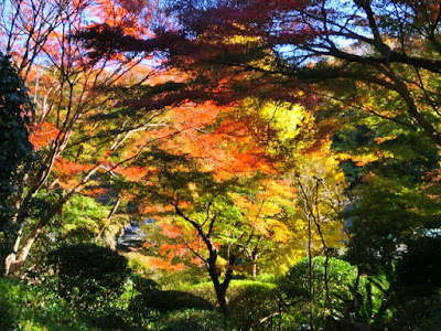  報国寺の紅葉