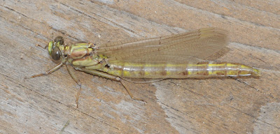 Black-Shouldered Spinyleg (Dromogomphus spinosus)