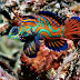 Mandarinfish