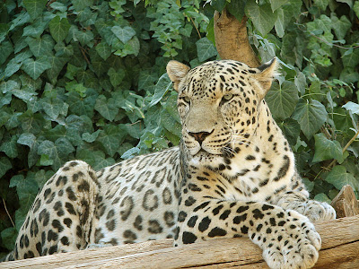 Foto Macan Tutul Persia (Panthera Pardus Ciscaucasica)