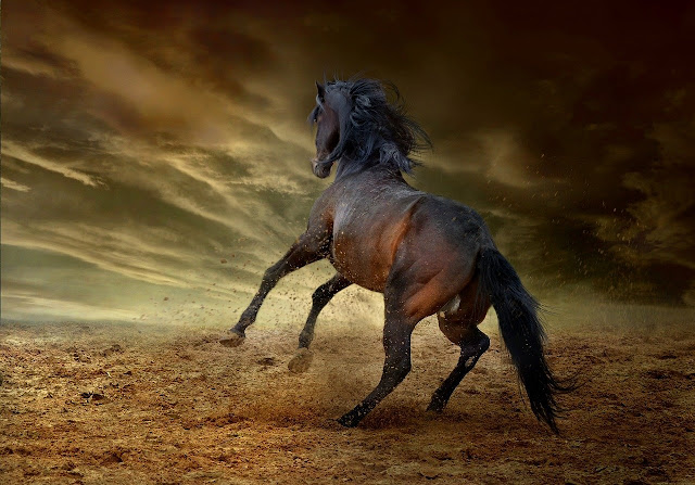 Running Horse HD Wallpaper For Mobile