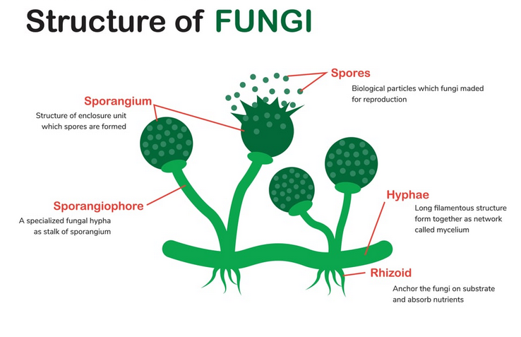 Types of microorganisms