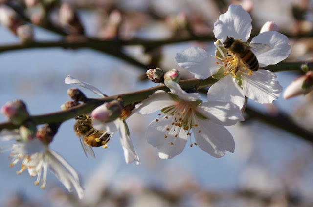 Almond Twig with Blossom