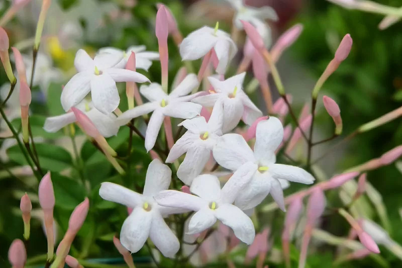 8 Fragrant Indoor Plants That Make Your Home Smell Amazing