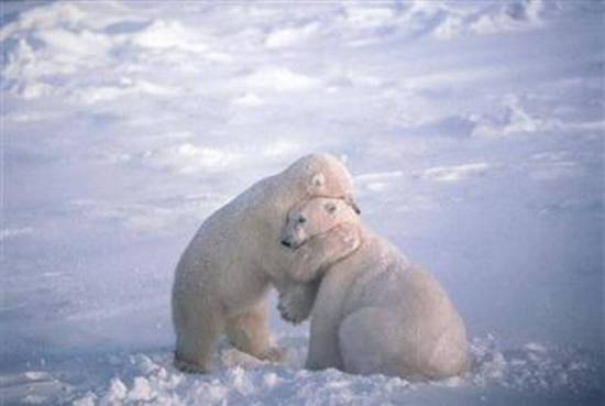 Animals Hugging Seen On www.coolpicturegallery.us