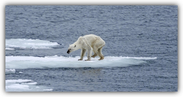 Emaciated Polar Bear on Melting Ice