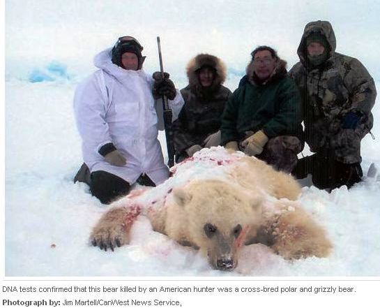 This photo comes up frequently when googling 'polar bear hunt', 