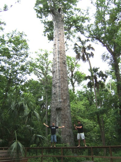 Senator tree  05_resize