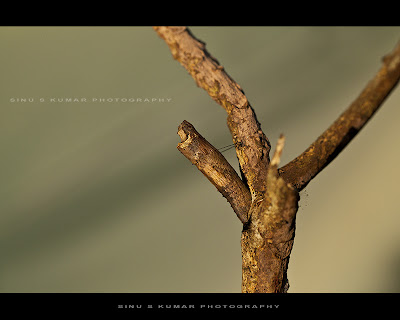 Butterfly Pupa