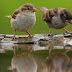 सरक्षण हेतु पक्षियों का चुनाव (selection of Birds for conservation)