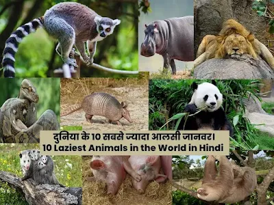 Lazy Animals in World