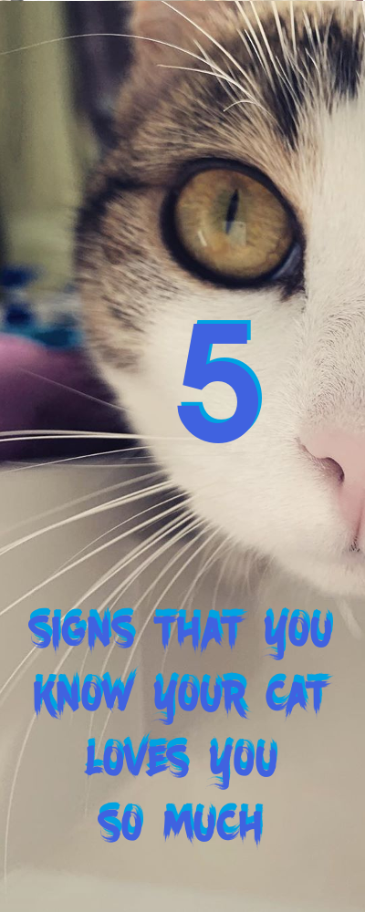 5 Signs that you know your cat loves you so much