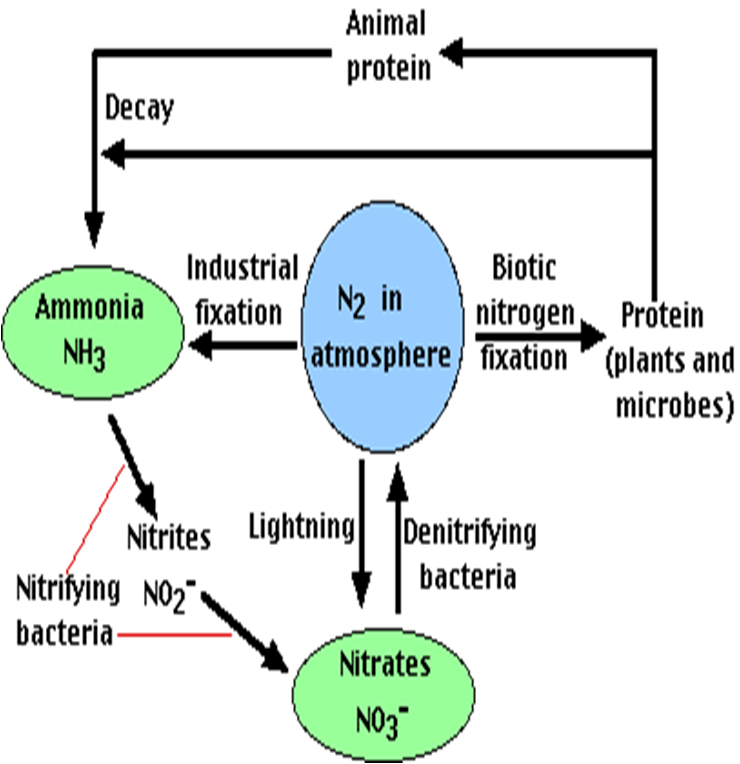 ARDAN SAMMAN SIKLUS  NITROGEN 