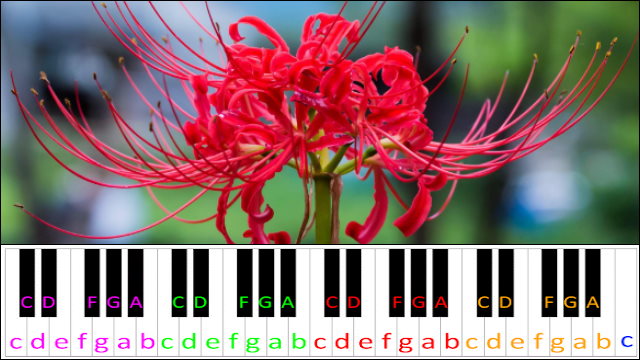 Lycoris Radiata by MusicalBasics Piano / Keyboard Easy Letter Notes for Beginners