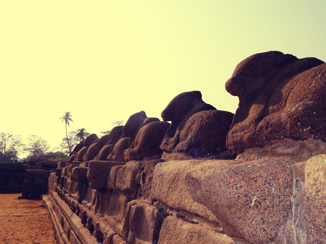 Nandi sculptures of Shore temple - UNESCO World Heritage Site - Mahabalipuram India - Pick, Pack, Go